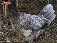 Chickens — 照片 1