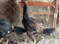 Chickens — 사진 2