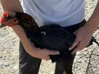 Chickens — foto 1