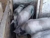 Domuzlar (parti, cinsiyet belirtilmedi), Domuzlar — foto 4