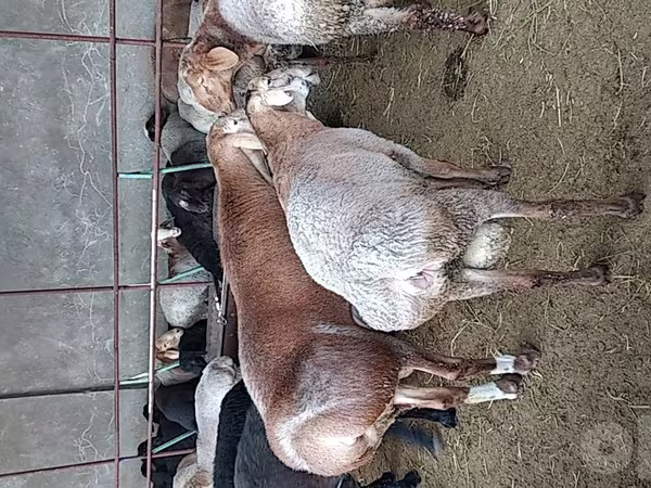 گوسفند (گروه، جنسیت مشخص نشده), گوسفند