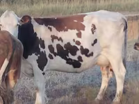 Krava, Simmental cattle — fotografija 3