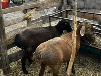 Kambing betina, Hissar sheep — foto 4