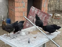 Chickens — الصورة 5