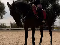 Faras dhaddig, Friesian sport horse — sawirka 3
