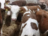 Býk, Simmental cattle — foto 3