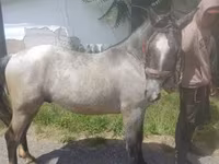 Hingst, Heste — foto 4