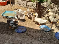 Ducks — zdjęcie 6