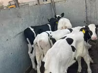 Lembu ternakan (lot, jantina tidak dinyatakan), Holstein breed — foto 3