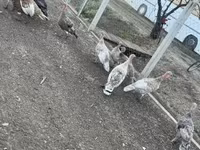 Turkeys — Foto 2