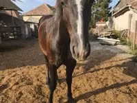 Cavalla, Cavalli — foto 4