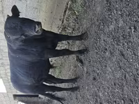 Bou, Bovine — foto 4