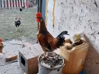 Chickens — รูปภาพ 4