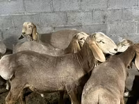 Widder, Arashan sheep — Foto 5