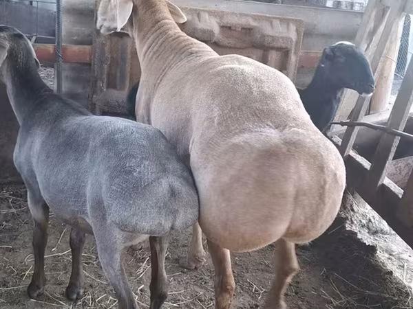 የጎትት አውራ በግ, Hissar sheep