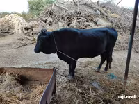 公牛, Cattle — 照片 8