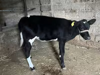Bydło (partia, płeć nieokreślona), Russian Black pied cattle — zdjęcie 3