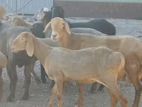 میش, گوسفند — عکس 5