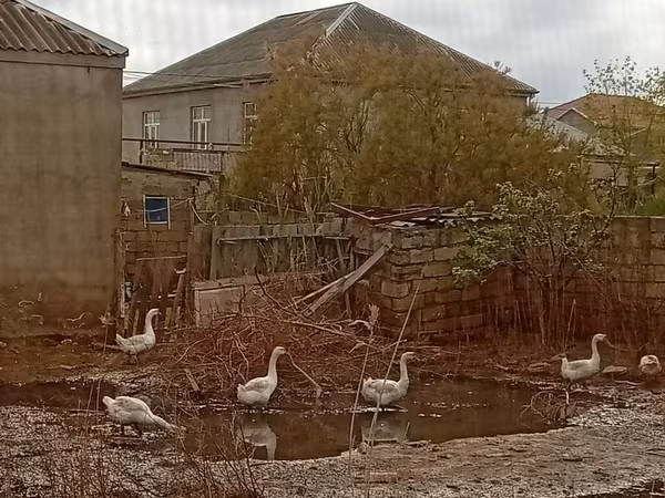 Geese — Azerbaijan