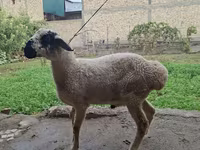 Ram, Blackheaded Persian sheep — photo 1