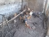 Chickens — foto 2