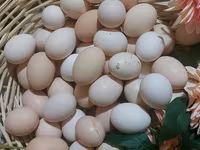 Australorp — foto 3