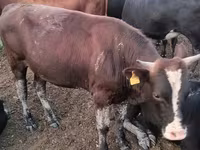 Dibi, Kazakh White-headed cow — sawirka 3