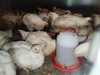 Chickens — foto 6