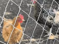 Chickens — تصویر 2
