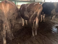 Lembu jantan, Simmental cattle — foto 1
