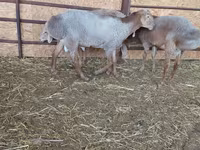 Widder, Arashan sheep — Foto 8