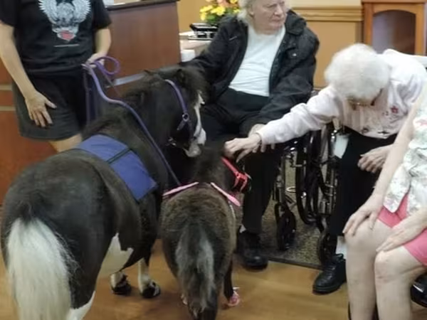 Stute, Miniature horse
