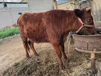Bovini (lotto, sesso non specificato), Bovini — foto 2