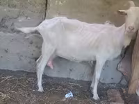 بز ماده, Alpine goat — عکس 4