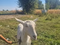 Koza, Saanen goat — foto 3