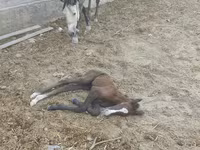 Cavalla, Cavalli — foto 4