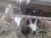 بز ماده, بز — عکس 5