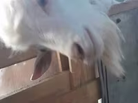 بز ماده, Saanen goat — عکس 3