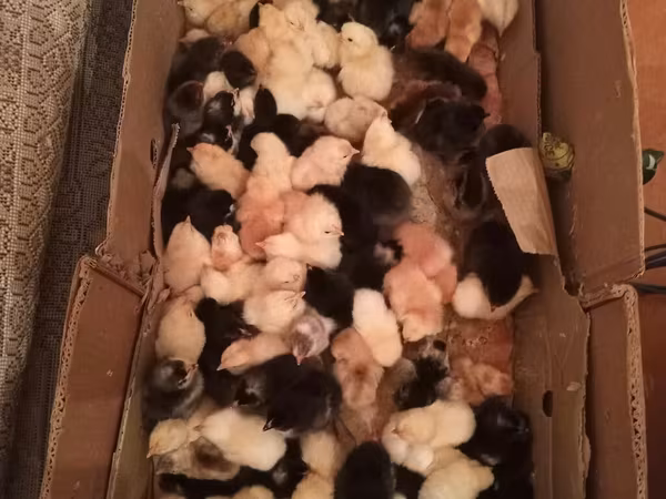Chickens
