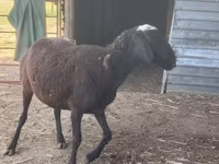 Kambing jantan, Sheep — foto 3