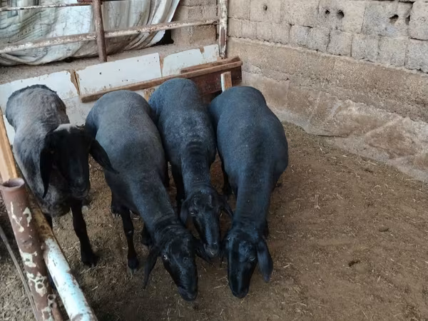 Beran, Rhon sheep