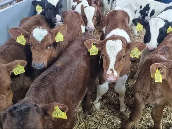 Býk, Simmental cattle
