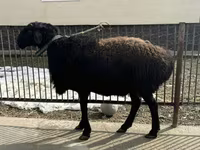 Kambing jantan, Sheep — foto 1