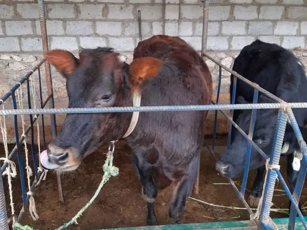 أبقار (دفعة، الجنس غير محدد), الماشية