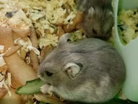 Cücə hamsterlər üçün tam komplekt qəfəs dəsti. Şəkillərdə görünən — รูปภาพ 3