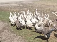 Geese — الصورة 6