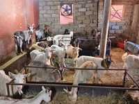 Ямаа (бүлэг, хүйс заагаагүй), Ямаа — 2 зураг