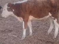Toro, Ganado vacuno — foto 3