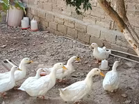 Ducks — 사진 3