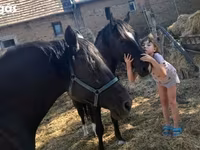 ม้าตัวผู้, Nonius horse — รูปภาพ 5